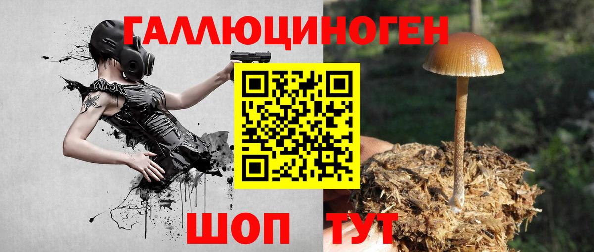 Галлюциногенные грибы Psilocybine cubensis  Лысьва  Галлюциногенные грибы GOLDEN TEACHER 